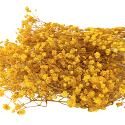 【即納】 かすみそうブロッサム 50g サフランイエロー プリザーブドフラワー カスミソウ 花材 小さい花 花 黄色 3枚目の画像