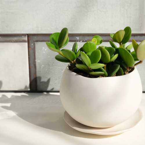 ❣️厳選❣️希少黄色❣️ペペロミア　ホープ❣️良質❣️大鉢❣️観葉植物❣️ ❣️厳選❣️希少黄色❣️ペペロミア ホープ❣️良質❣️大鉢