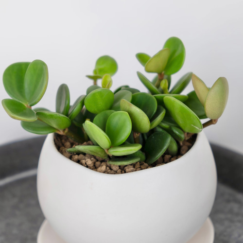 ❣️厳選❣️希少黄色❣️ペペロミア　ホープ❣️良質❣️大鉢❣️観葉植物❣️ ❣️厳選❣️希少黄色❣️ペペロミア ホープ❣️良質❣️大鉢