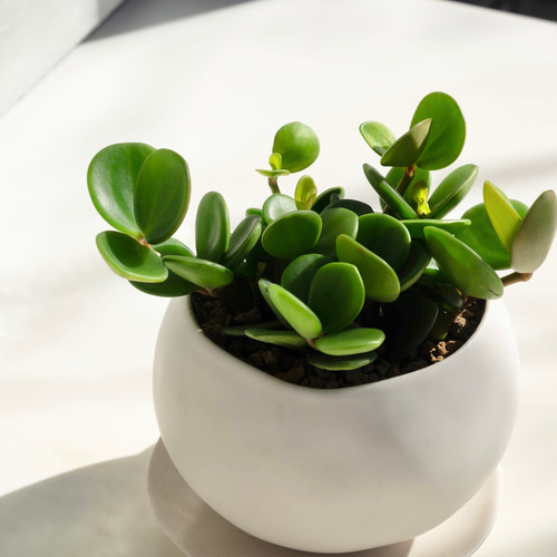 観葉植物 ペペロミア・ホープ 多肉植物 Grace Up Green 通販