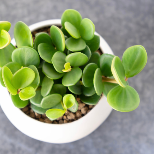 観葉植物 ペペロミア・ホープ 多肉植物 Grace Up Green 通販