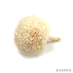 【即納】 ピンポンマム 9輪 サクラピンク プリザーブドフラワー 菊 マム キク 花材 丸い花 花 ハンドメイド 3枚目の画像