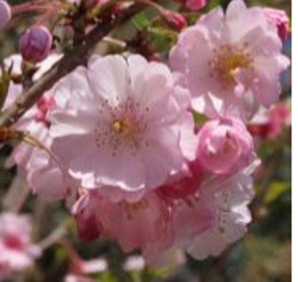 開花☆八重紅彼岸桜[A]☆早咲き桜ヤエベニヒガンザクラ☆寿命が長い自