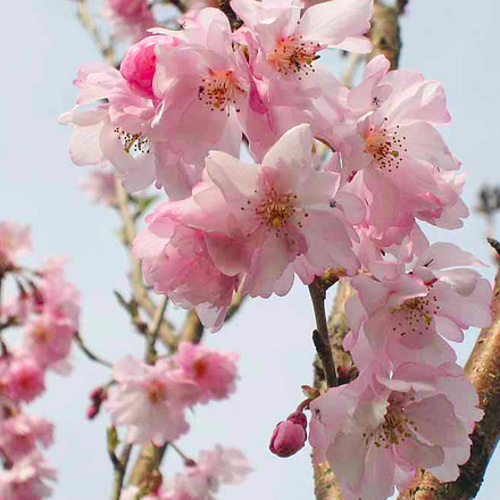 筒井池公園の早咲きの桜「河津桜」が咲きはじめてる【たかつ