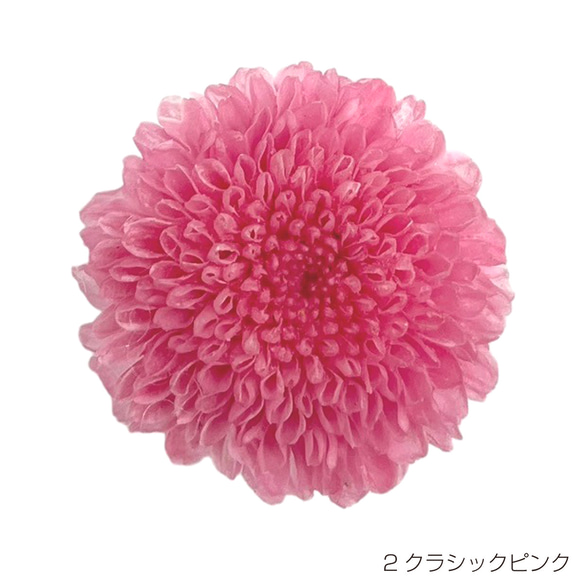 【即納】 グラデーションマムカレン 9輪 ピンク プリザーブドフラワー 菊 マム キク 花材 花 材料 1枚目の画像
