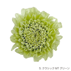 【即納】 グラデーションマムカレン 9輪 グリーン プリザーブドフラワー 菊 マム キク 花材 花 材料 1枚目の画像