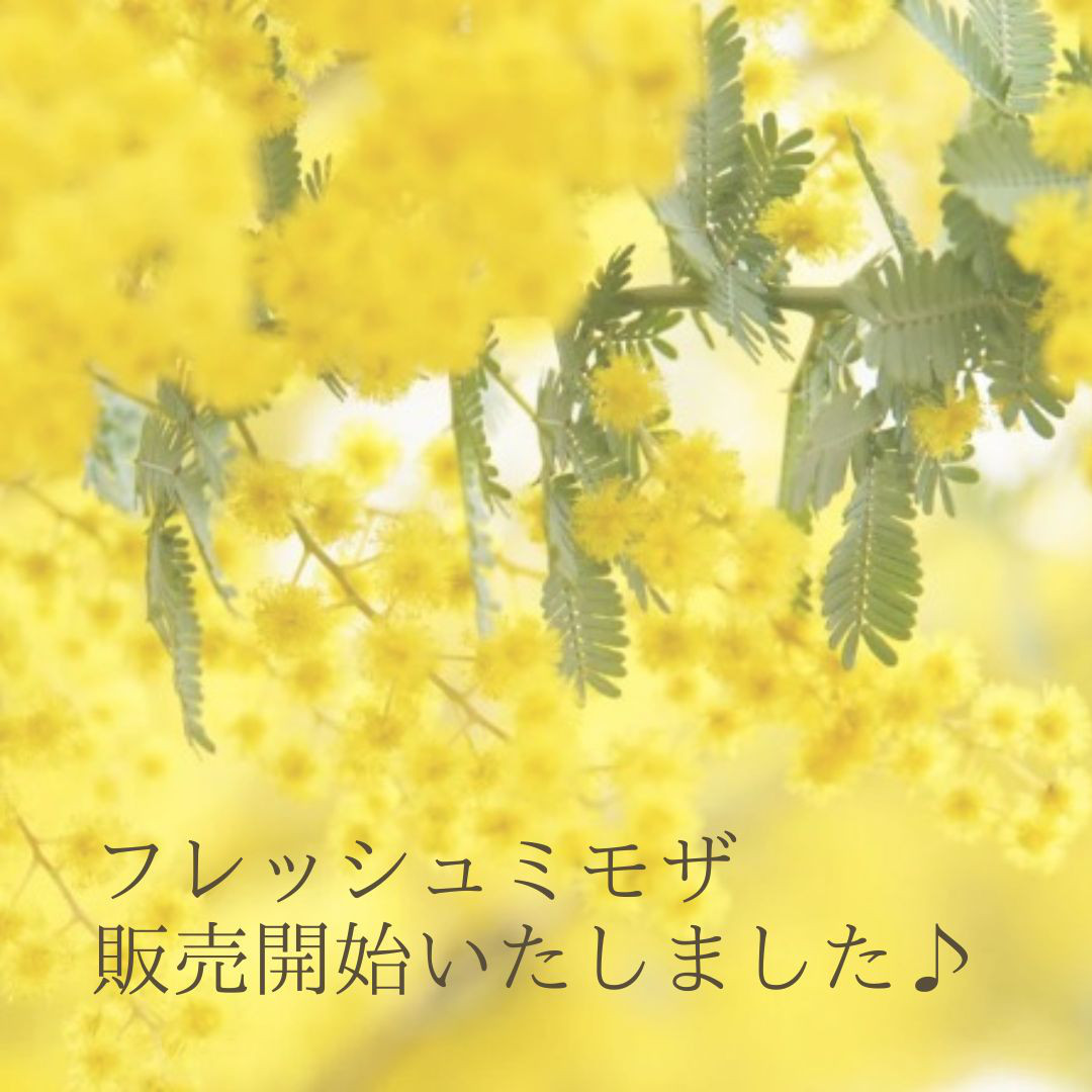 1.ミモザ切花100サイズ 2024年のミモザ花材販売開始！】90サイズの段ボールいっぱい