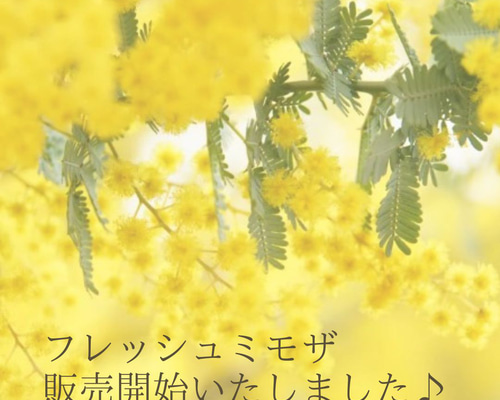 1.ミモザ切花100サイズ 2024年のミモザ花材販売開始！】90サイズの段ボールいっぱい