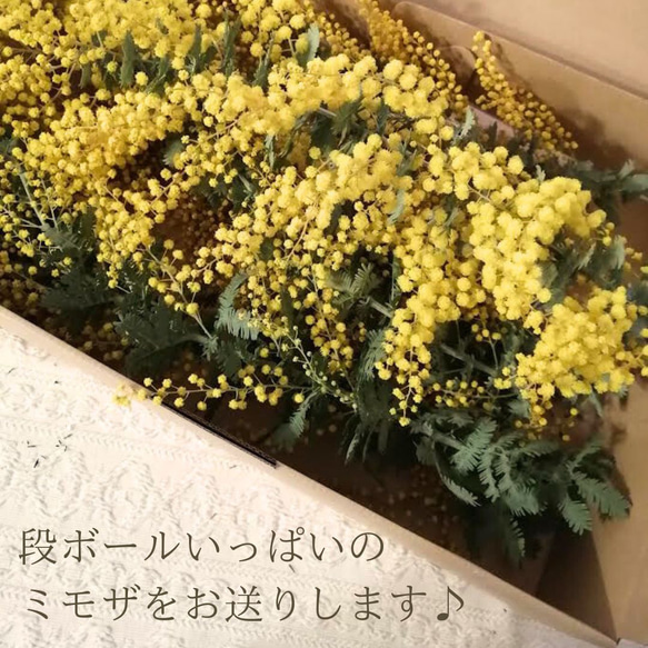 【2024年のミモザ花材販売開始！】90サイズの段ボールいっぱい！アカシアミモザ（日本産）花材　スワッグ　 2枚目の画像