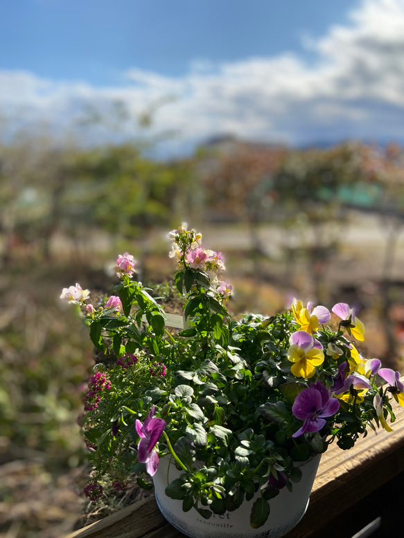 【2024春ギフト】送料差額負担いたします✳︎ブリキコンテナ寄せ植え 4枚目の画像