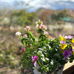 【2024春ギフト】送料差額負担いたします✳︎ブリキコンテナ寄せ植え 3枚目の画像