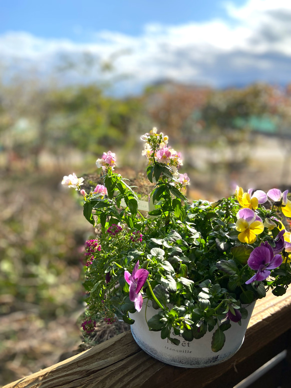 【2024春ギフト】送料差額負担いたします✳︎ブリキコンテナ寄せ植え 3枚目の画像