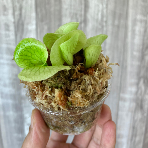 ワンダエ 幼苗 群生 ビカクシダ 観葉植物 インテリアグリーン その他