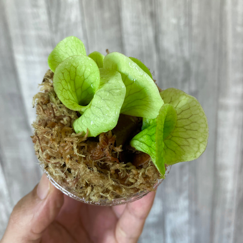 ワンダエ 幼苗 群生 ビカクシダ 観葉植物 インテリアグリーン その他