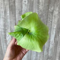 ワンダエ　幼苗　ビカクシダ　観葉植物 2枚目の画像