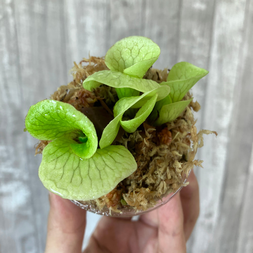 ワンダエ 幼苗 群生 ビカクシダ 観葉植物 インテリアグリーン その他