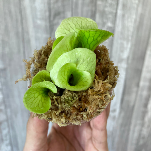 ワンダエ 幼苗 群生 ビカクシダ 観葉植物 インテリアグリーン その他