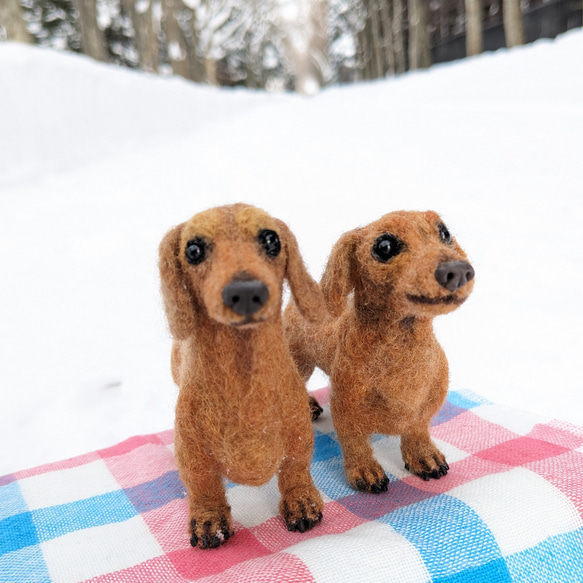 【ちょい悪兄弟】ダックス 羊毛フェルト＋犬　スムース 　カニヘン　ペットロス　プレゼント 6枚目の画像