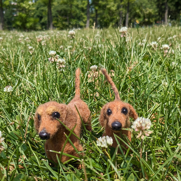 【ちょい悪兄弟】ダックス 羊毛フェルト＋犬　スムース 　カニヘン　ペットロス　プレゼント 18枚目の画像