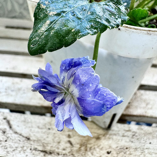 八重咲き パルマスミレ ニオイスミレ オーロラ 苗 株分け 大 蕾あり