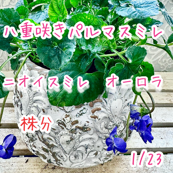 八重咲き パルマスミレ ニオイスミレ オーロラ 苗 株分け 大 蕾あり