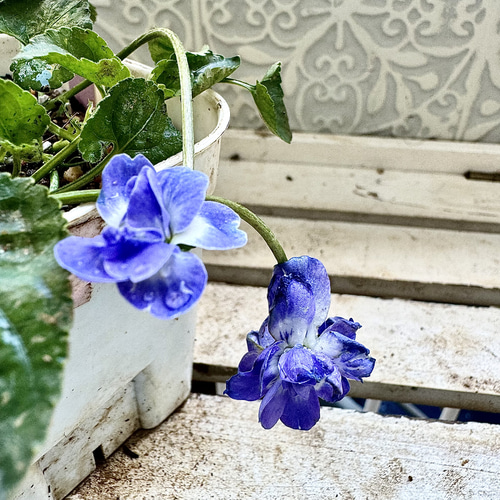 八重咲き パルマスミレ ニオイスミレ オーロラ 苗 株分け 大 蕾あり