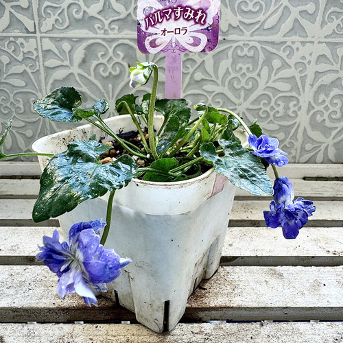 八重咲き パルマスミレ ニオイスミレ オーロラ 苗 株分け 大 蕾あり