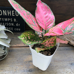 アグラオネマ♡バレンタイン幸せになるタイの宝石♡観葉植物 12枚目の画像