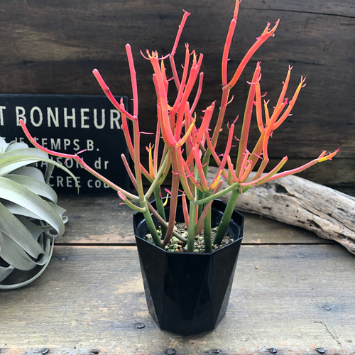 中型多肉植物セット ピンクグラデーション*5 多肉植物 白鷺(5頭から) 新入荷 : るる農園 - 通販 - Yahoo