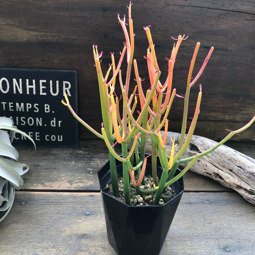 グラデーション♡ピンクカメレオン♡多肉植物♡おしゃれなプランツ