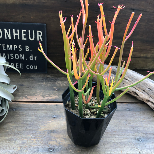 多肉植物 ピンクと緑のグラデーション*2 多肉植物 