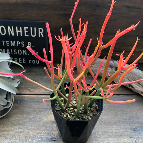 多肉植物 ピンクと緑のグラデーション*2 多肉植物 ピンクと緑のグラデーション*2 プロ厳選！BASE通販で手に