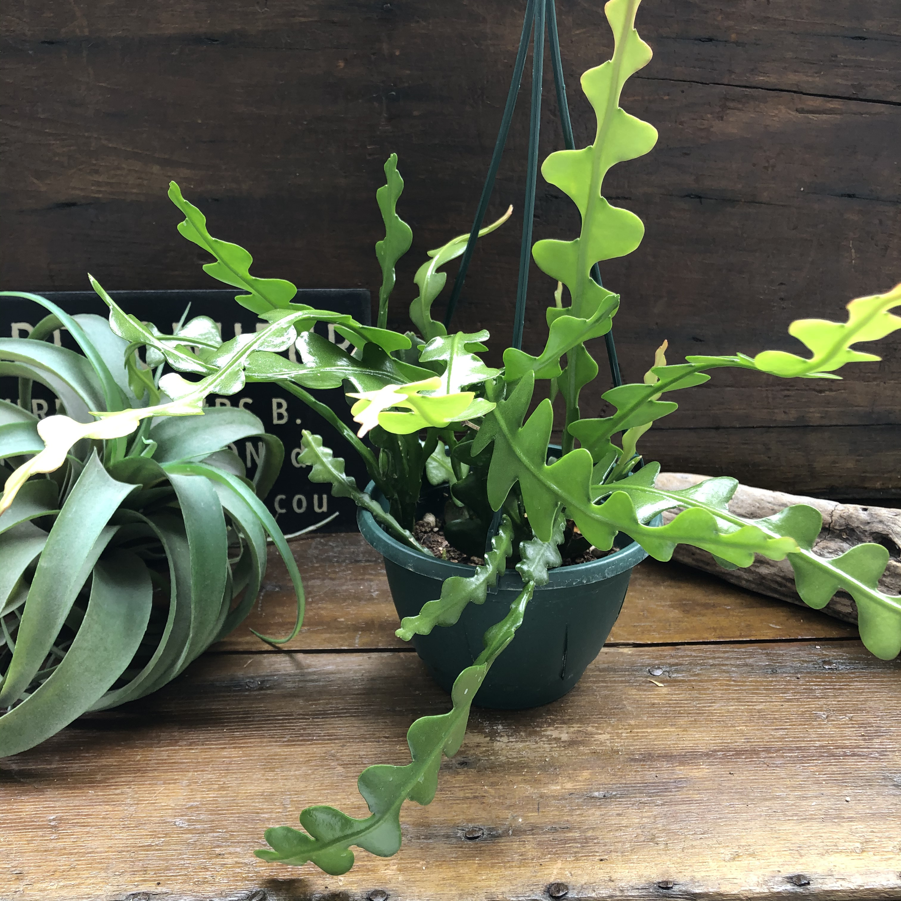 ジグザグサボテン♡吊り下げ♡希少♡エビフィラム♡アングリガー♡フィッシュボーン♡