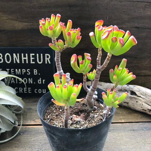 宇宙の木♡ゴーラム♡丈夫なる多肉植物♡ユニークな形 アートフラワー