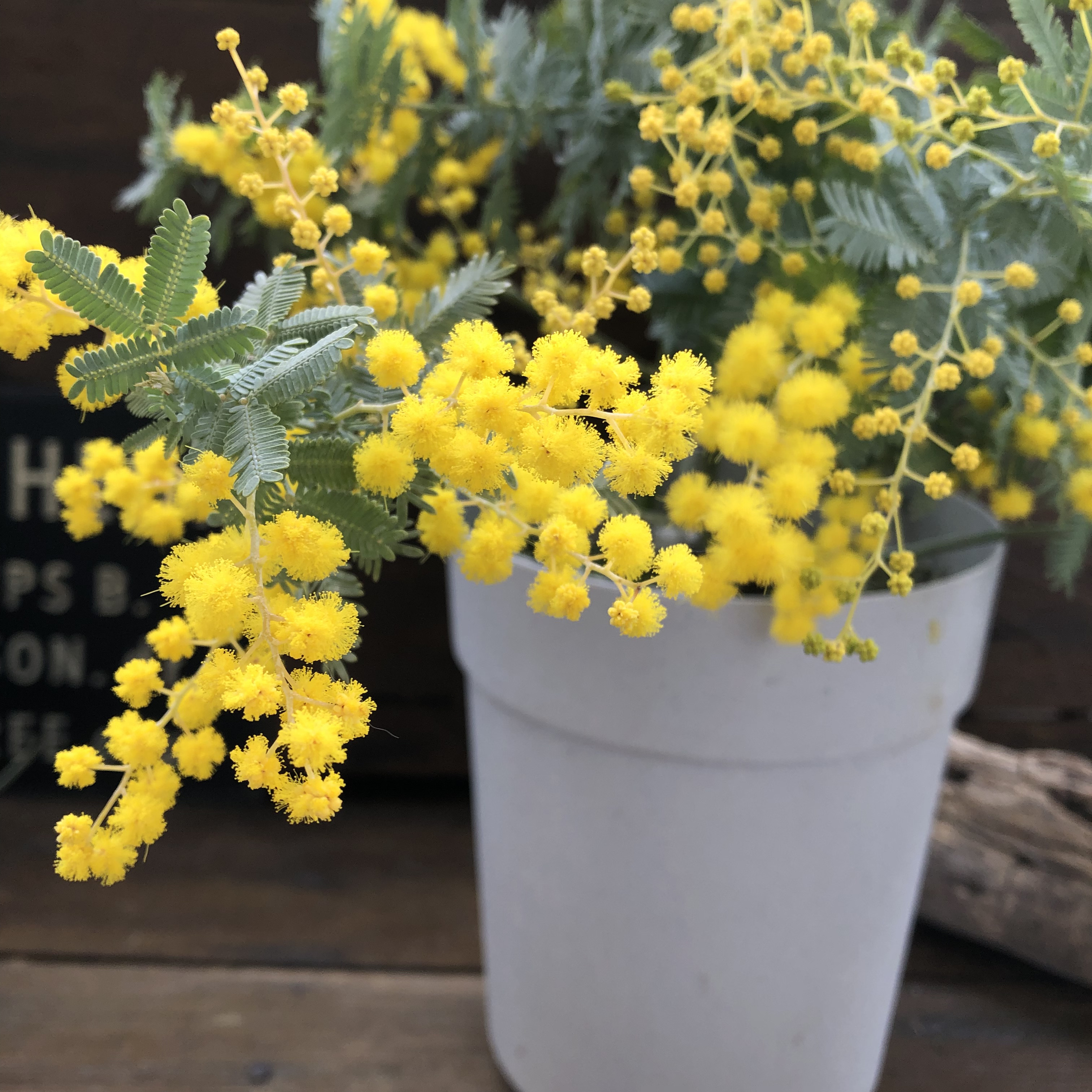 花芽付き♡5号ポット♡今年咲きます♡ミモザの大苗♡大人気♡シンボルツリーに♡