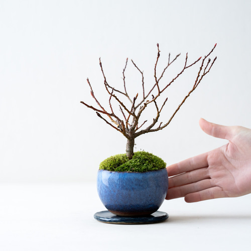 四万十ネコヤナギ｜白雨のうつわ 盆栽 Sekibokka 通販 17172356