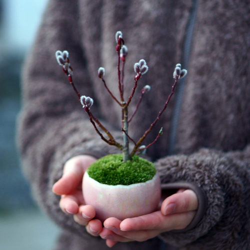 四万十ネコヤナギ｜白雨のうつわ 盆栽 Sekibokka 通販 17172356