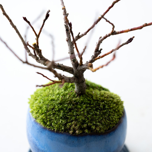四万十ネコヤナギ｜白雨のうつわ 盆栽 Sekibokka 通販 17172356