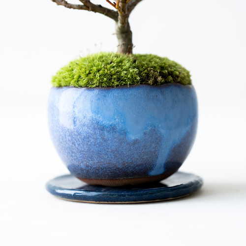 四万十ネコヤナギ｜白雨のうつわ 盆栽 Sekibokka 通販 17172356