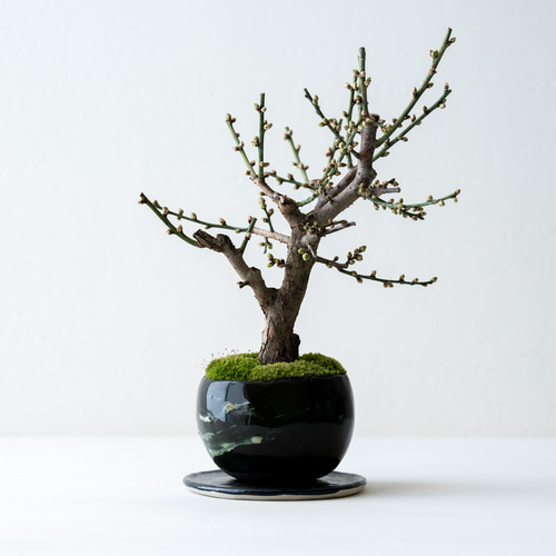 開花間近＊野梅：冬至｜松風のうつわ 盆栽 Sekibokka 通販 17172387