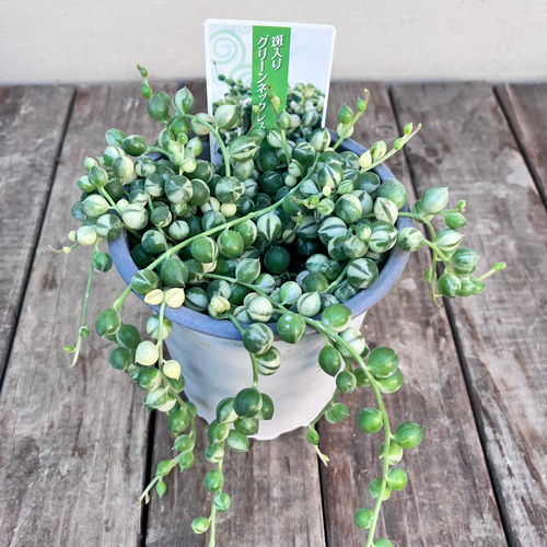 ☆再入荷☆斑入りグリーンネックレス☆多肉植物☆綺麗な品物☆蔓性