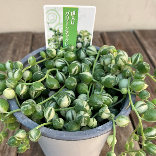 ☆再入荷☆斑入りグリーンネックレス☆多肉植物☆綺麗な品物☆蔓性