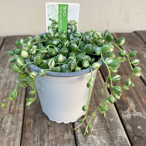 ☆再入荷☆斑入りグリーンネックレス☆多肉植物☆綺麗な品物☆蔓性