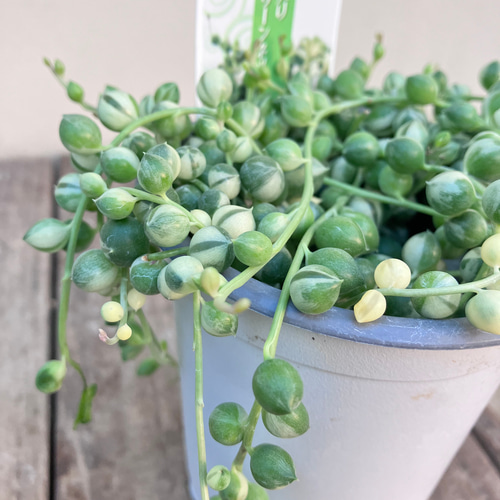 ☆再入荷☆斑入りグリーンネックレス☆多肉植物☆綺麗な品物☆蔓性