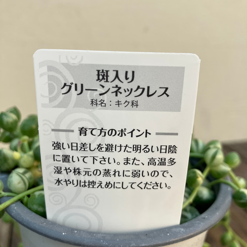 ☆再入荷☆斑入りグリーンネックレス☆多肉植物☆綺麗な品物☆蔓性