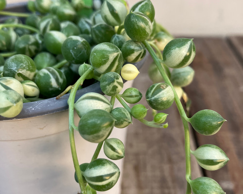 bfe7fd71096e46ad5a90e685bd7fd6