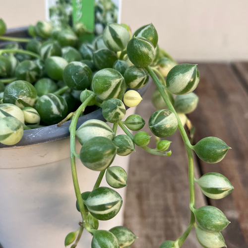 ☆再入荷☆斑入りグリーンネックレス☆多肉植物☆綺麗な品物☆蔓性