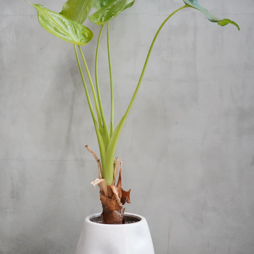 斑入りクワズイモ 鉢こみ 一輪挿し・花瓶・花器 __@verdeplants__ 通販