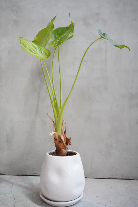 斑入りクワズイモ 鉢こみ 一輪挿し・花瓶・花器 __@verdeplants