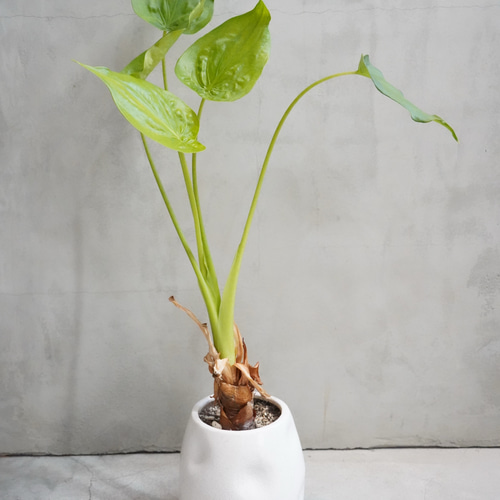 斑入りクワズイモ 鉢こみ 一輪挿し・花瓶・花器 __@verdeplants__ 通販